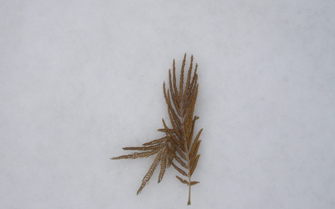 Infieles a la esencia